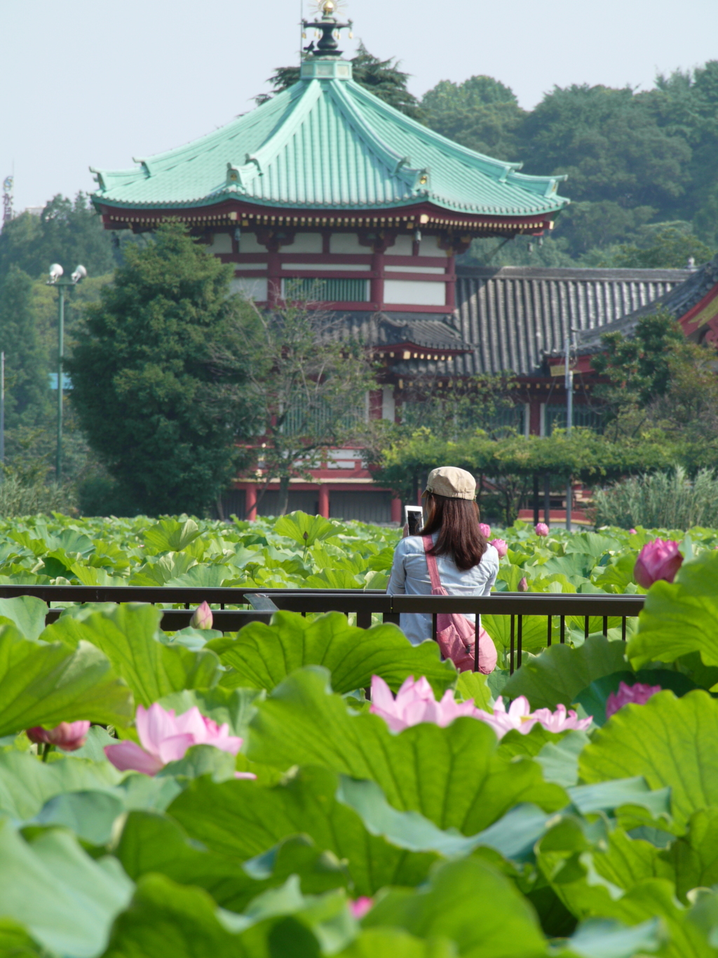 蓮の花は隠されて