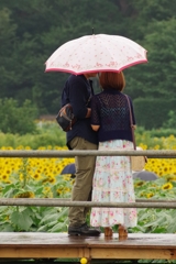 雨降る眺め