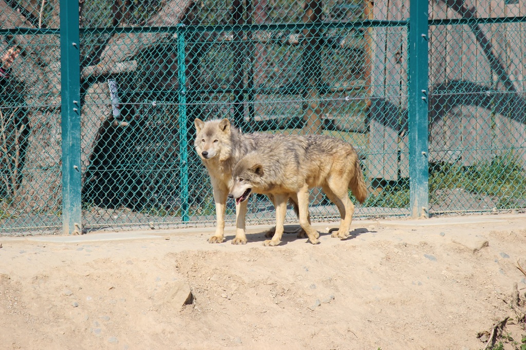 群馬サファリ　オオカミ03