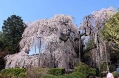 慈雲寺いと桜01