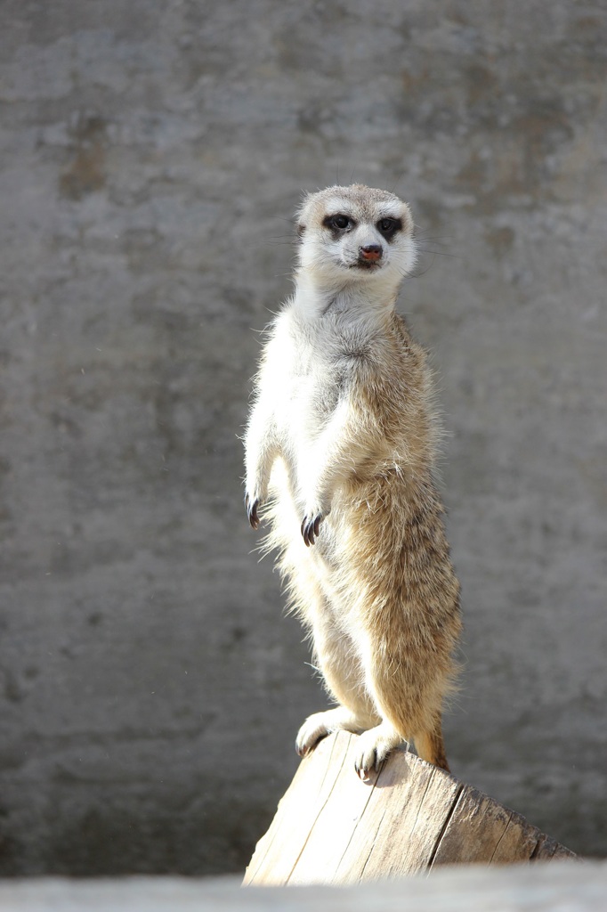 群馬サファリ　ミーアキャット03