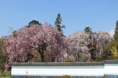慈雲寺いと桜04