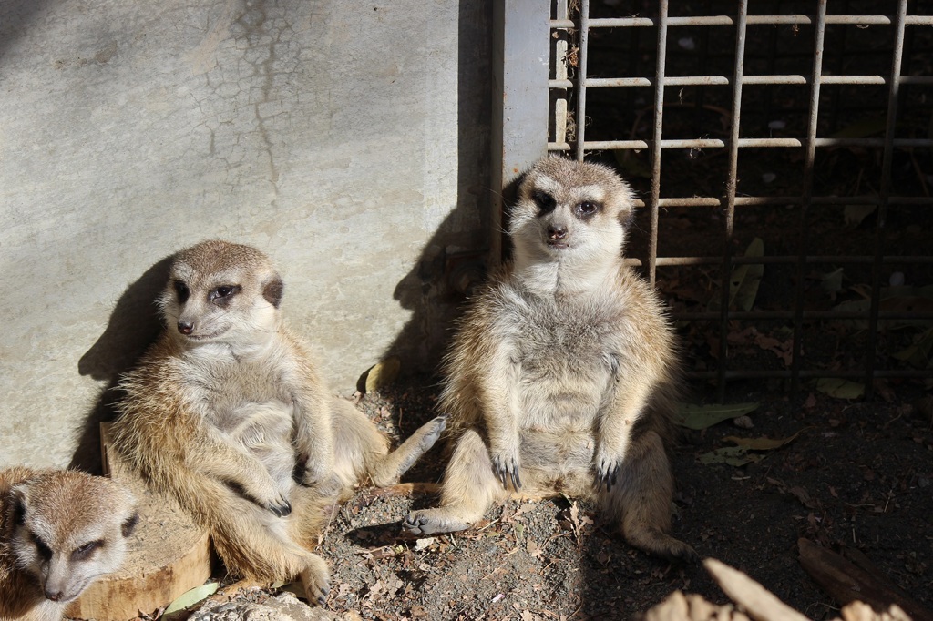 群馬サファリ　ミーアキャット01