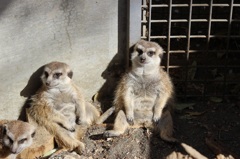 群馬サファリ　ミーアキャット01