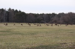 近所の牧草地の風景01