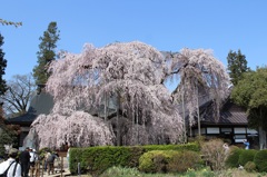 慈雲寺いと桜03