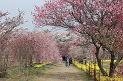 真原の桜並木02