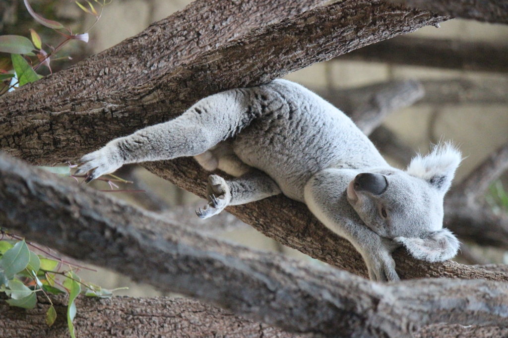 寝かせてよ・・・