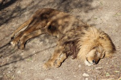 群馬サファリ　ライオン01