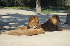 群馬サファリ　ライオン03