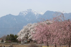 真原の桜と甲斐駒ヶ岳01