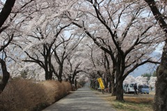 真原の桜並木01