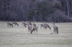 近所の牧草地の風景03