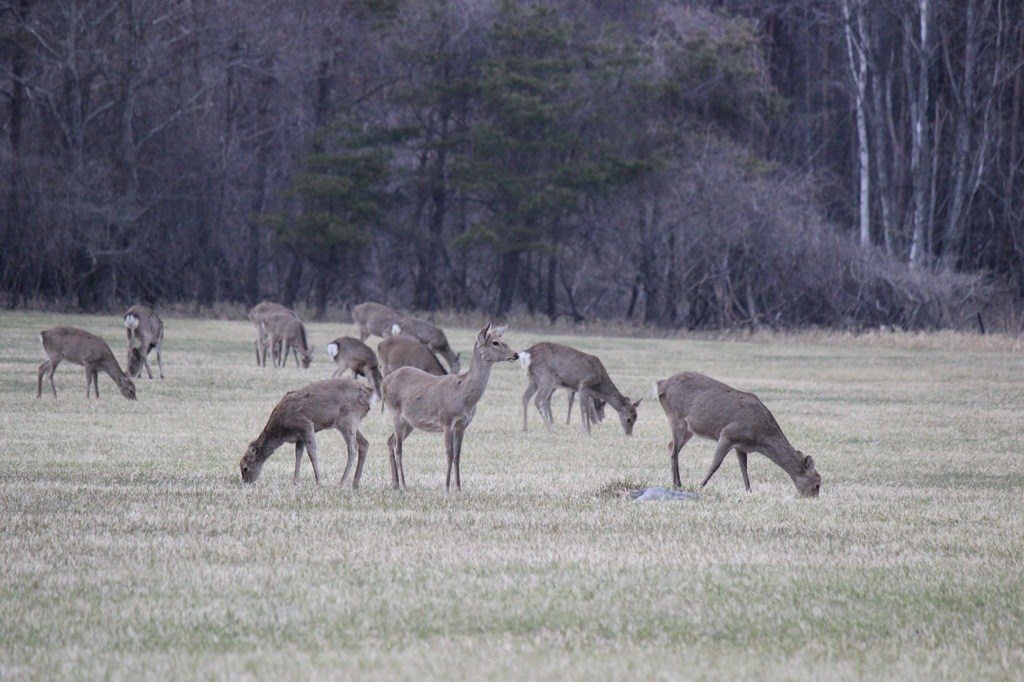 近所の牧草地の風景02
