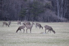 近所の牧草地の風景02