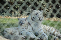 群馬サファリ　ホワイトライオン01