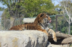 群馬サファリ　トラ01