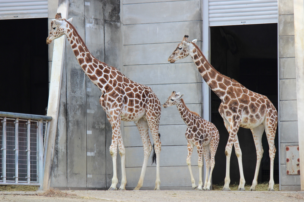 お隣りさんに家族で挨拶