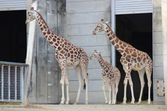 お隣りさんに家族で挨拶