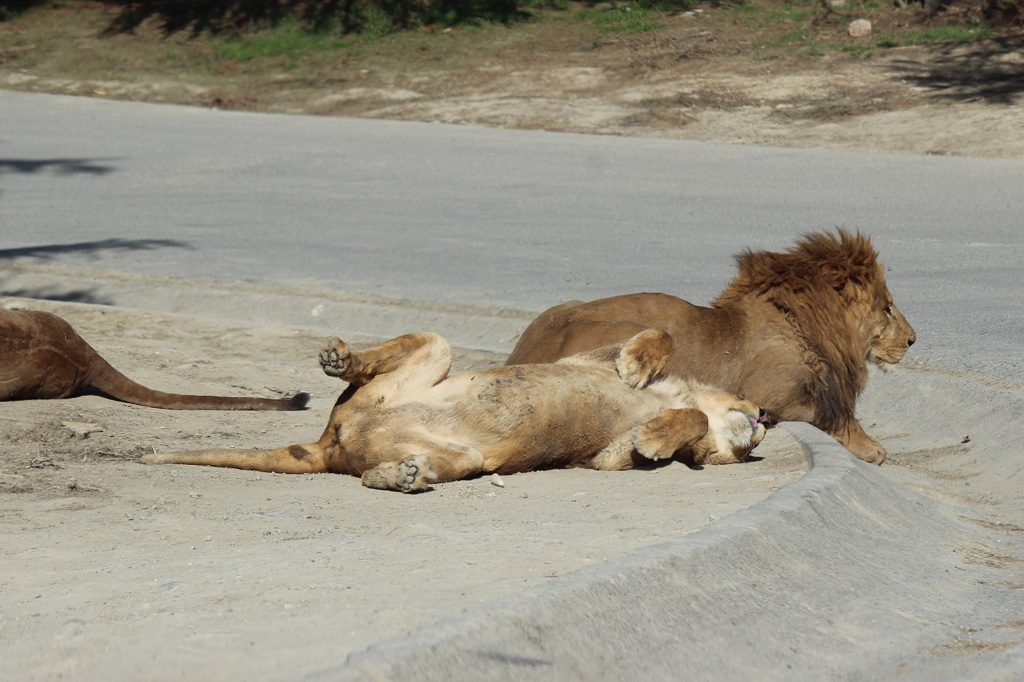 群馬サファリ　ライオン04