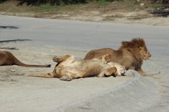 群馬サファリ　ライオン04