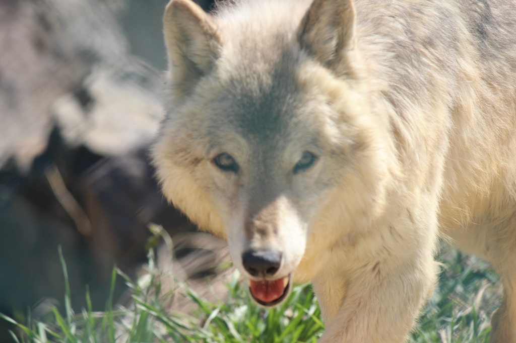 群馬サファリ　オオカミ01