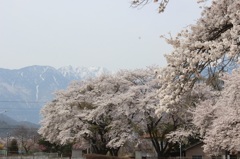 真原の桜と甲斐駒ヶ岳03