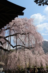 慈雲寺いと桜02