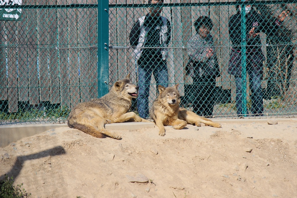 群馬サファリ　オオカミ02