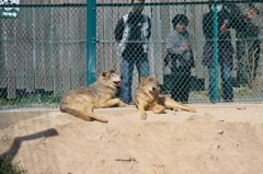 群馬サファリ　オオカミ02