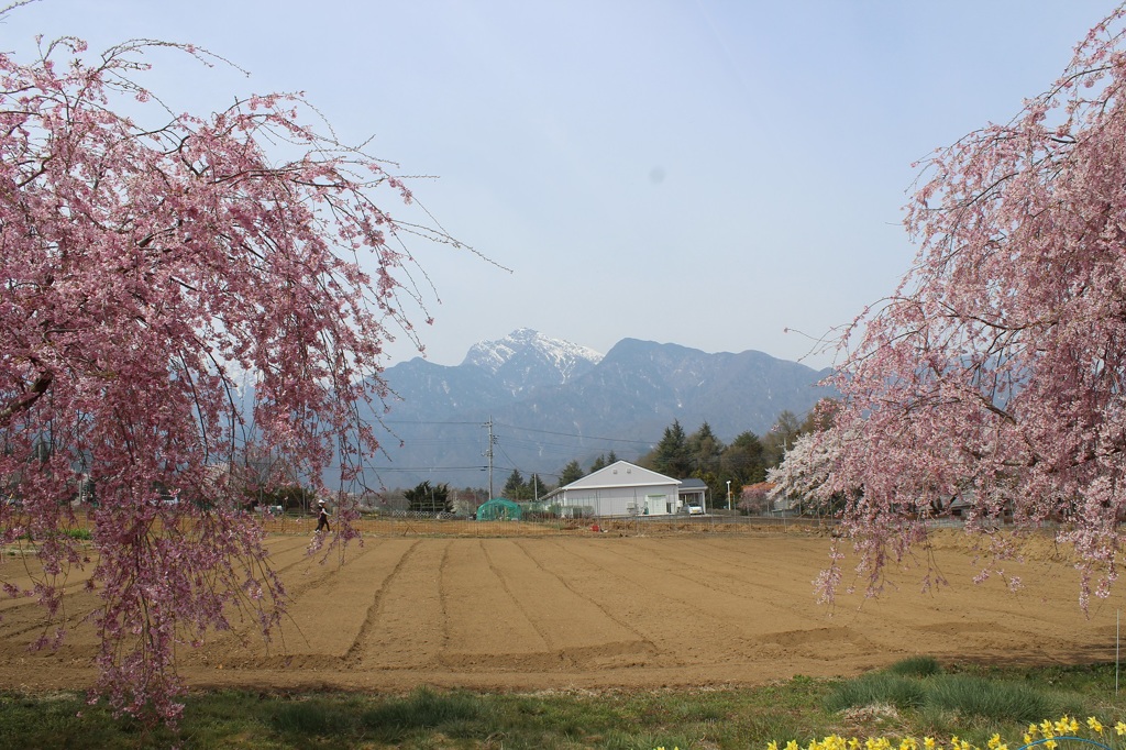 真原の桜と甲斐駒ヶ岳02