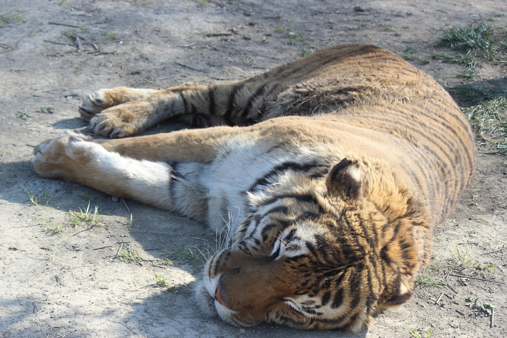 群馬サファリ　トラ02