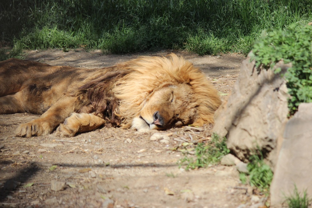 群馬サファリ　ライオン02