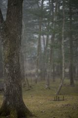 森林浴