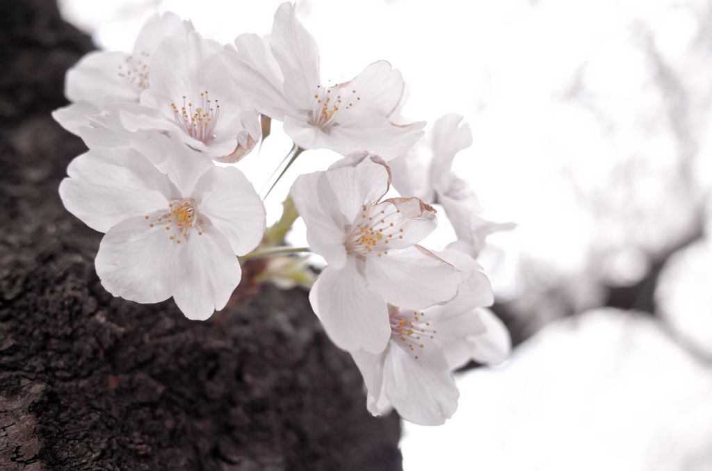 目黒川の桜04