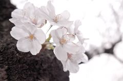 目黒川の桜04