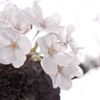 目黒川の桜04