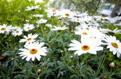 春の草花