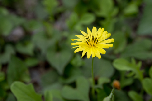 黄色いお花