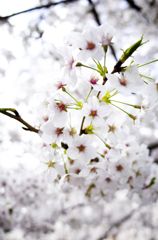目黒川の桜01