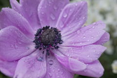 花01