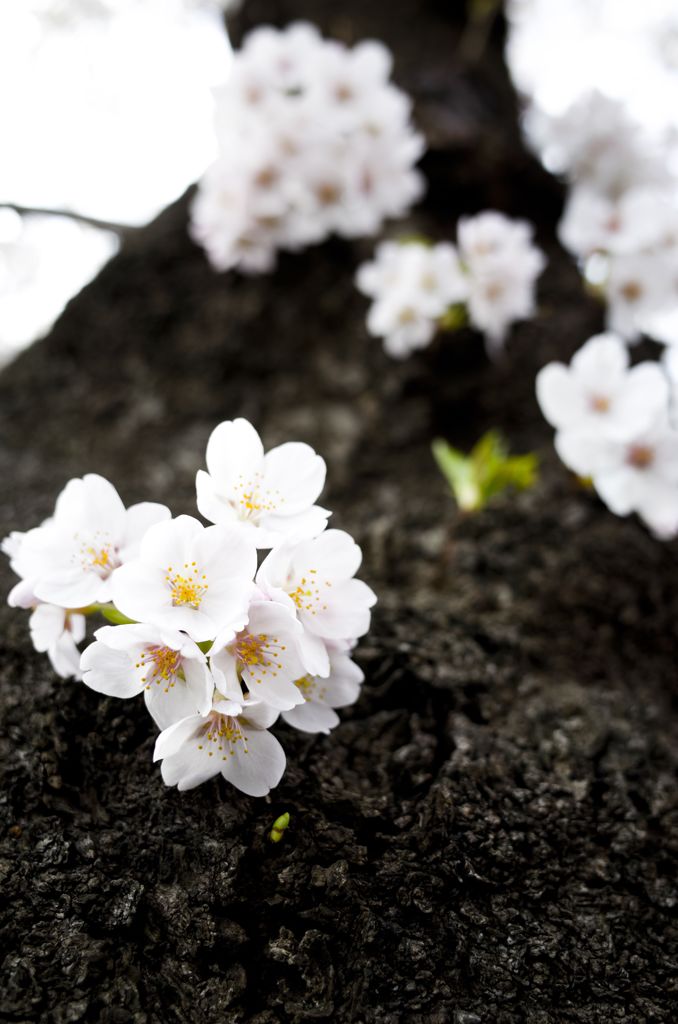 目黒川の桜02