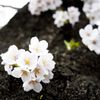 目黒川の桜02
