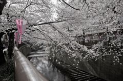 目黒川の桜03