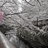 目黒川の桜03