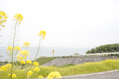 豊島の風景