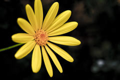 花02