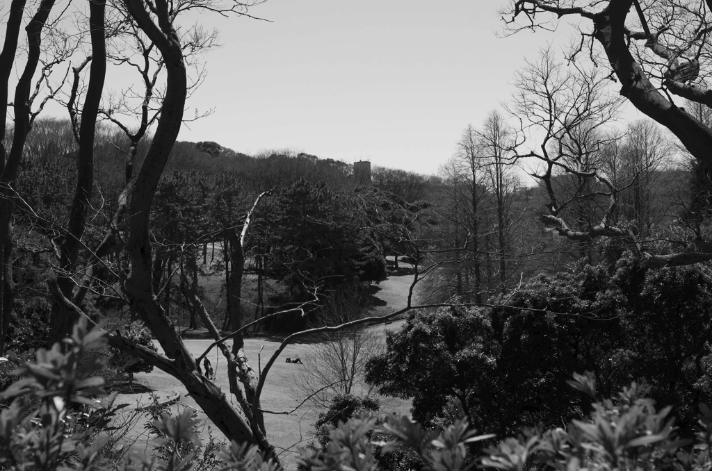 forest park