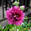 cotton rose