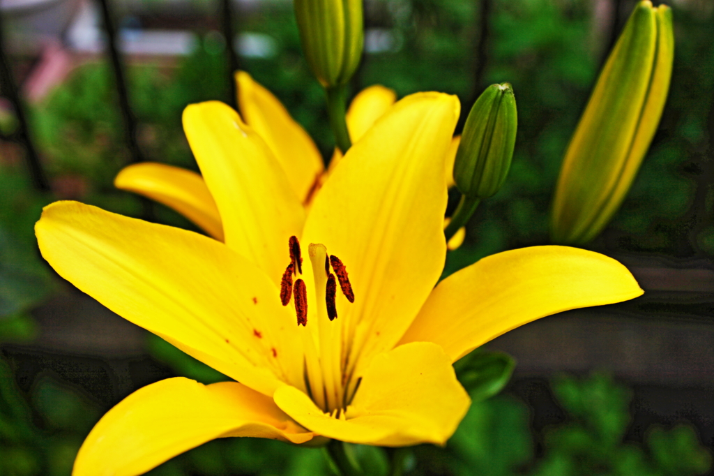 lilly
